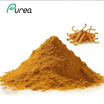 Cordyceps Militaris ekstraktpulver