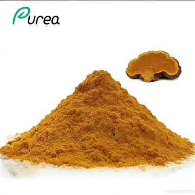 Phellinus Linteus pulver